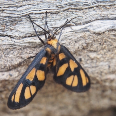 Amata (genus) (Handmaiden Moth) at Namadgi National Park - 19 Jan 2024 by BarrieR