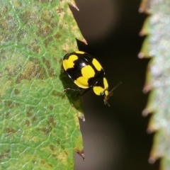 Illeis galbula (Fungus-eating Ladybird) at Wodonga - 26 Jan 2024 by KylieWaldon