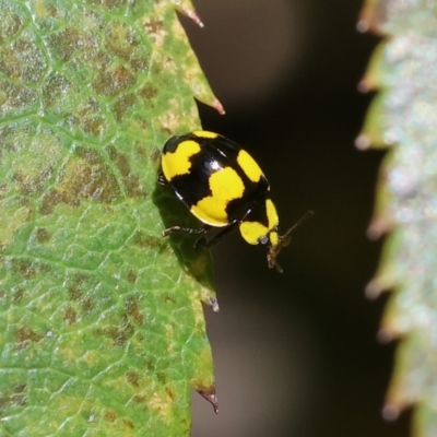 Illeis galbula (Fungus-eating Ladybird) at West Wodonga, VIC - 25 Jan 2024 by KylieWaldon