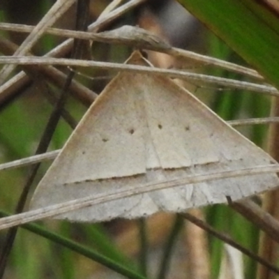 Epidesmia hypenaria (Long-nosed Epidesmia) at Birrigai - 25 Jan 2024 by JohnBundock