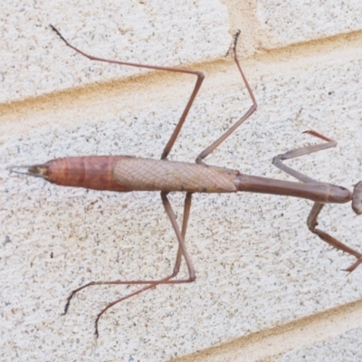 Archimantis sp. (genus) (Large Brown Mantis) at Chapman, ACT - 19 Jan 2024 by BarrieR