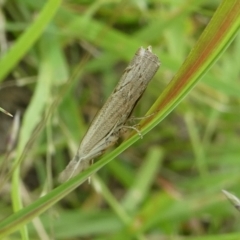 Culladia cuneiferellus (Crambinae moth) at Charleys Forest, NSW - 24 Jan 2024 by arjay