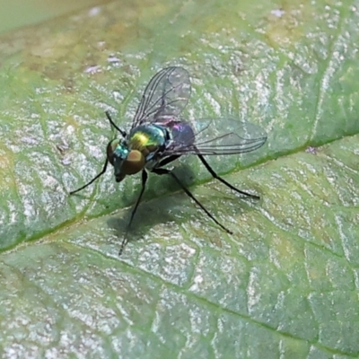 Dolichopodidae sp. (Family) (Long-legged Flies) at Wodonga - 25 Jan 2024 by KylieWaldon