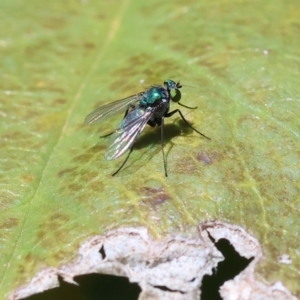 Dolichopodidae (family) at Wodonga - 26 Jan 2024 10:20 AM