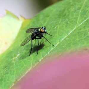 Dolichopodidae (family) at Wodonga - 26 Jan 2024 10:20 AM