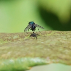 Dolichopodidae (family) at Wodonga - 26 Jan 2024 10:20 AM