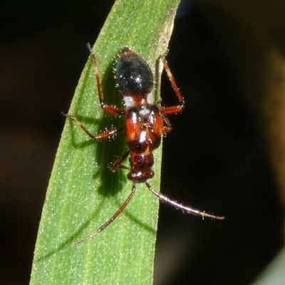 Unidentified Insect at Charleys Forest, NSW - 21 Jan 2024 by arjay