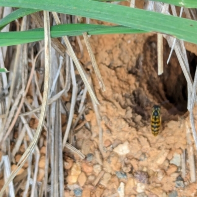 Vespula germanica (European Wasp, German Yellowjacket Wasp) at Watson Green Space - 26 Jan 2024 by AniseStar