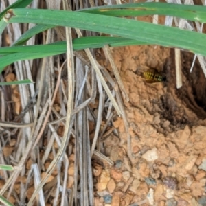 Vespula germanica at Watson Green Space - 26 Jan 2024