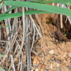 Vespula germanica at Watson Green Space - 26 Jan 2024