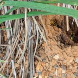 Vespula germanica at Watson Green Space - 26 Jan 2024