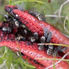 Sarcophaga sp. (genus) (Flesh fly) at Namadgi National Park - 24 Jan 2024 by SWishart