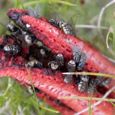 Sarcophaga sp. (genus) (Flesh fly) at Namadgi National Park - 24 Jan 2024 by SWishart