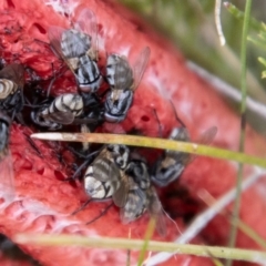 Sarcophaga sp. (genus) at Namadgi National Park - 24 Jan 2024