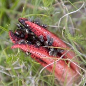 Clathrus archeri at Namadgi National Park - 24 Jan 2024