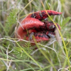 Clathrus archeri at Namadgi National Park - suppressed