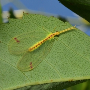 Norfolius howensis at Downer, ACT - 26 Jan 2024