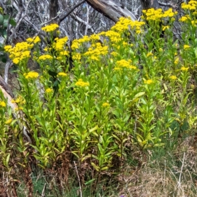 Senecio linearifolius var. latifolius at Cotter River, ACT - 24 Jan 2024 by Philip