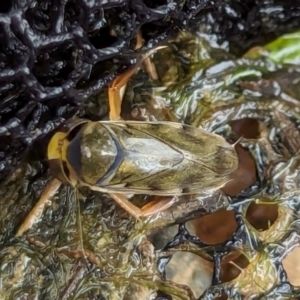 Notonectidae (family) at Watson, ACT - 26 Jan 2024