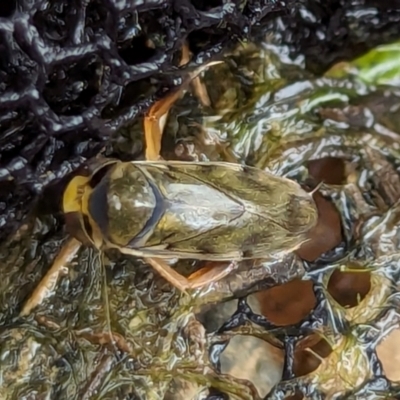 Unidentified Water or Shore Bug (several families) at Watson, ACT - 26 Jan 2024 by AniseStar