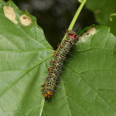 Phalaenoides glycinae (Grapevine Moth) at Downer, ACT - 26 Jan 2024 by RobertD