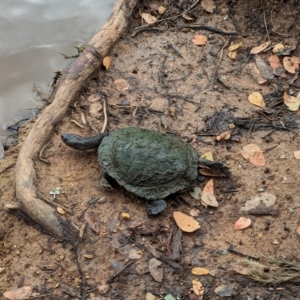 Chelodina longicollis at Watson Green Space - 26 Jan 2024