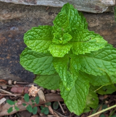 Mentha spicata (Garden Mint) at Watson, ACT - 26 Jan 2024 by AniseStar