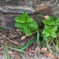 Mentha spicata at Watson Green Space - 26 Jan 2024 02:18 PM