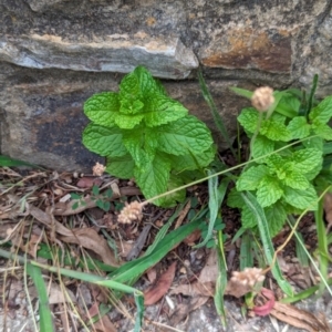 Mentha spicata at Watson Green Space - 26 Jan 2024