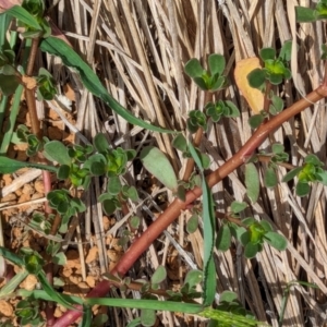 Portulaca oleracea at Watson Green Space - 26 Jan 2024