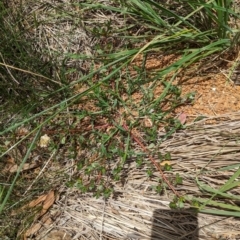 Portulaca oleracea at Watson Green Space - 26 Jan 2024 02:25 PM