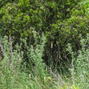 Cirsium vulgare at Watson Green Space - 26 Jan 2024