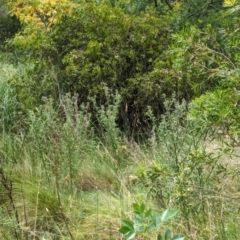Cirsium vulgare at Watson Green Space - 26 Jan 2024