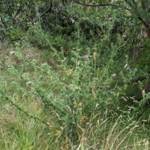 Cirsium vulgare at Watson Green Space - 26 Jan 2024