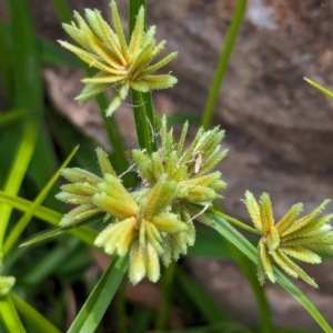 Cyperus eragrostis at Watson Green Space - 26 Jan 2024 02:18 PM