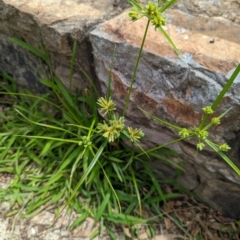 Cyperus eragrostis at Watson Green Space - 26 Jan 2024 02:18 PM