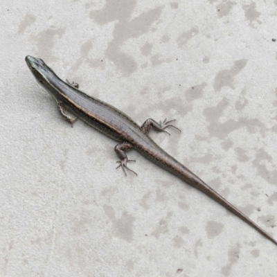 Eulamprus quoyii (Eastern Water Skink) at Ormiston, QLD - 26 Jan 2024 by TimL