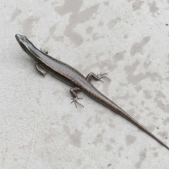 Unidentified Skink at Ormiston, QLD - 25 Jan 2024 by TimL