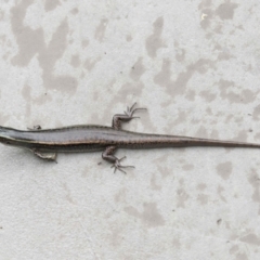 Eulamprus quoyii at Ormiston, QLD - 26 Jan 2024 09:28 AM