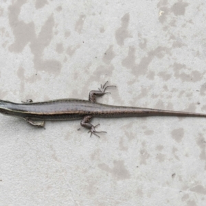 Eulamprus quoyii at Ormiston, QLD - 26 Jan 2024 09:28 AM