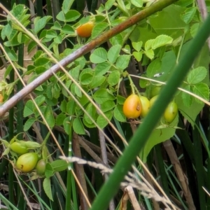 Rosa rubiginosa at Watson Green Space - 26 Jan 2024