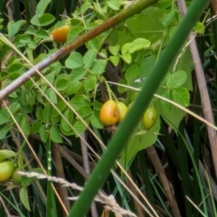 Rosa rubiginosa at Watson Green Space - 26 Jan 2024