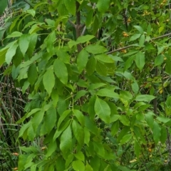 Fraxinus sp. (An Ash) at Watson, ACT - 26 Jan 2024 by AniseStar