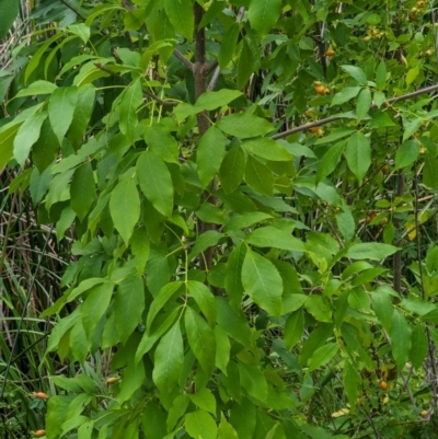 Fraxinus sp. (An Ash) at Watson Green Space - 26 Jan 2024 by AniseStar