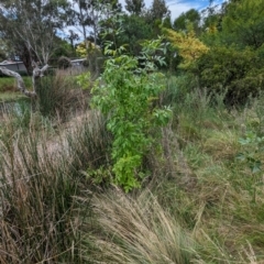 Fraxinus sp. at Watson Green Space - 26 Jan 2024