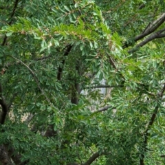 Ulmus parvifolia (Chinese Elm) at Watson Green Space - 26 Jan 2024 by AniseStar