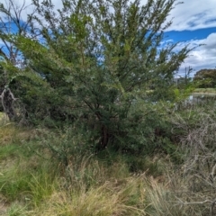 Ulmus parvifolia at Watson Green Space - 26 Jan 2024