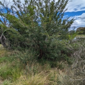 Ulmus parvifolia at Watson Green Space - 26 Jan 2024 02:20 PM