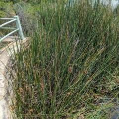 Machaerina articulata at Watson Green Space - 26 Jan 2024