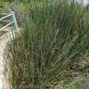 Machaerina articulata at Watson Green Space - 26 Jan 2024